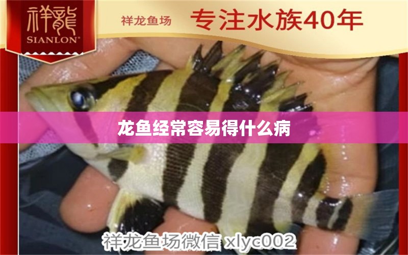 龍魚(yú)經(jīng)常容易得什么病 龍魚(yú)疾病與治療