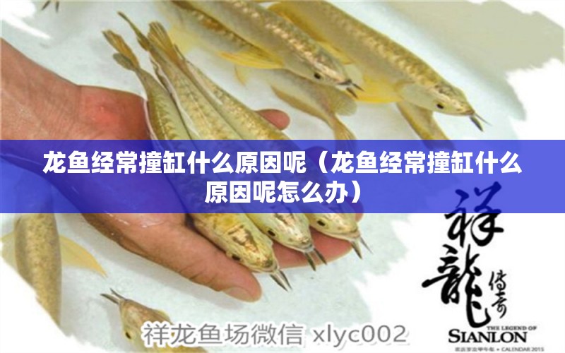 龍魚經(jīng)常撞缸什么原因呢（龍魚經(jīng)常撞缸什么原因呢怎么辦） 觀賞魚