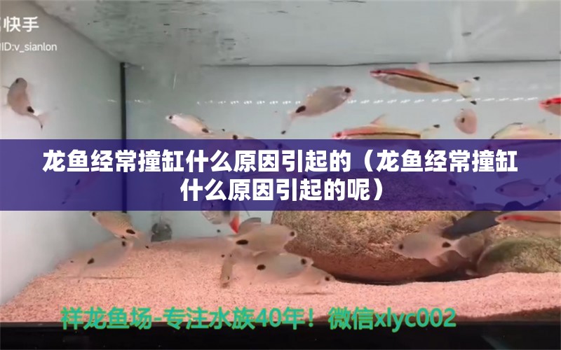 龍魚經常撞缸什么原因引起的（龍魚經常撞缸什么原因引起的呢）