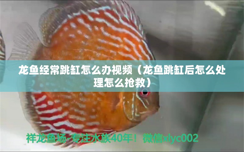 龍魚經(jīng)常跳缸怎么辦視頻（龍魚跳缸后怎么處理怎么搶救）