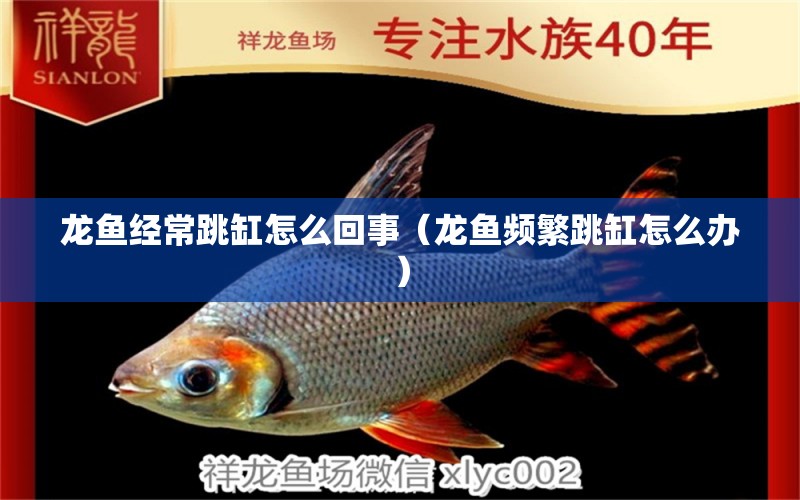 龍魚經(jīng)常跳缸怎么回事（龍魚頻繁跳缸怎么辦） 觀賞魚