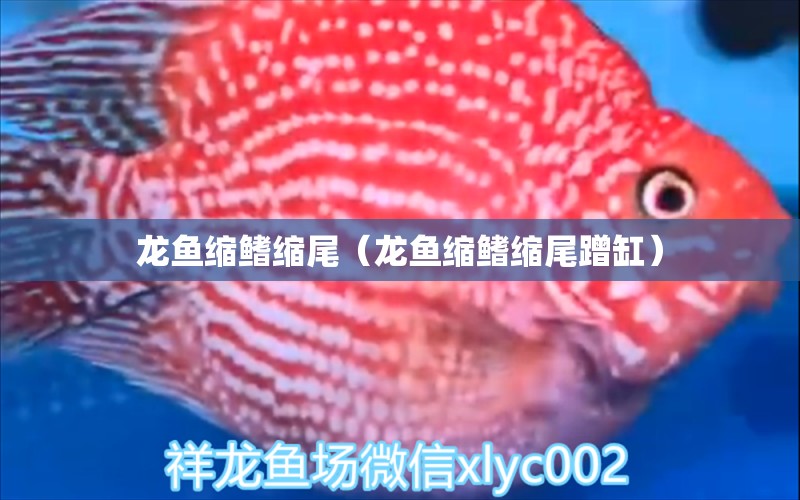 龍魚縮鰭縮尾（龍魚縮鰭縮尾蹭缸）