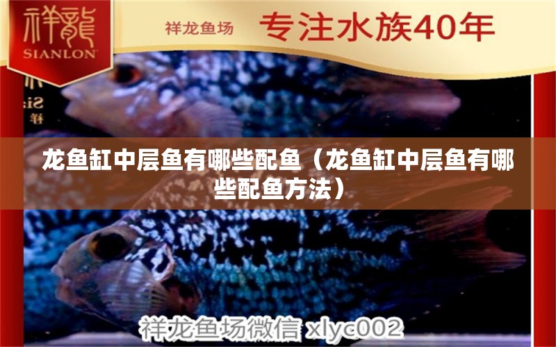 龍魚(yú)缸中層魚(yú)有哪些配魚(yú)（龍魚(yú)缸中層魚(yú)有哪些配魚(yú)方法） 祥龍水族醫(yī)院