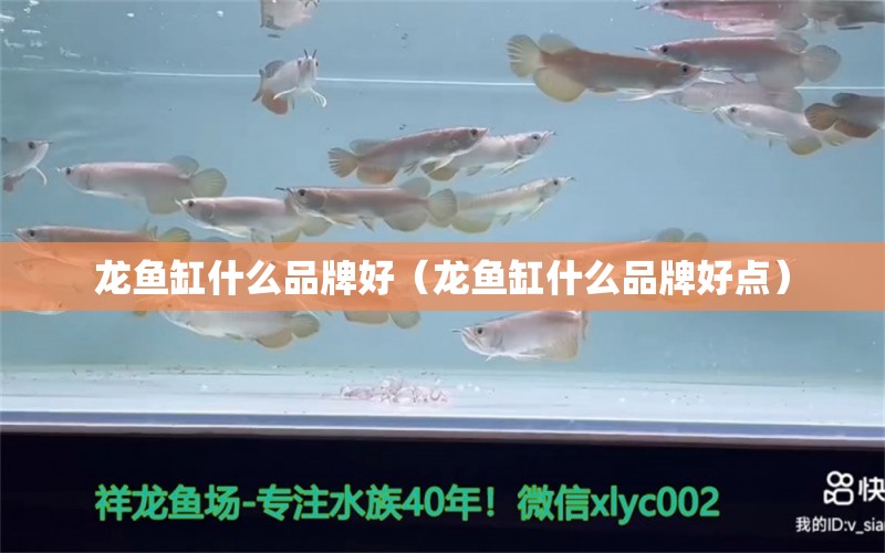 龍魚缸什么品牌好（龍魚缸什么品牌好點(diǎn)） 其他品牌魚缸