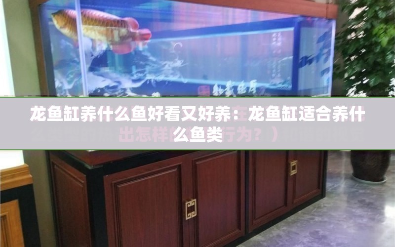 龍魚缸養(yǎng)什么魚好看又好養(yǎng)：龍魚缸適合養(yǎng)什么魚類 水族問答 第1張