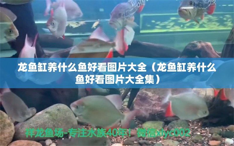 龍魚缸養(yǎng)什么魚好看圖片大全（龍魚缸養(yǎng)什么魚好看圖片大全集）