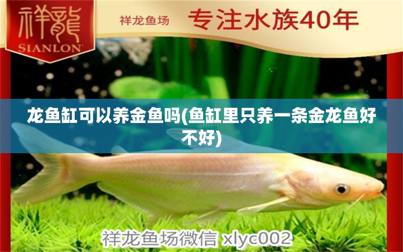 龍魚(yú)缸可以養(yǎng)金魚(yú)嗎(魚(yú)缸里只養(yǎng)一條金龍魚(yú)好不好)