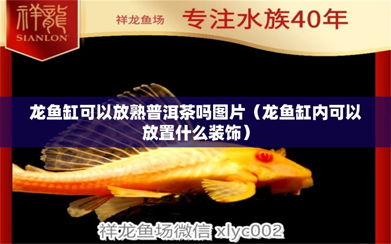 龍魚缸可以放熟普洱茶嗎圖片（龍魚缸內(nèi)可以放置什么裝飾） 觀賞魚批發(fā)