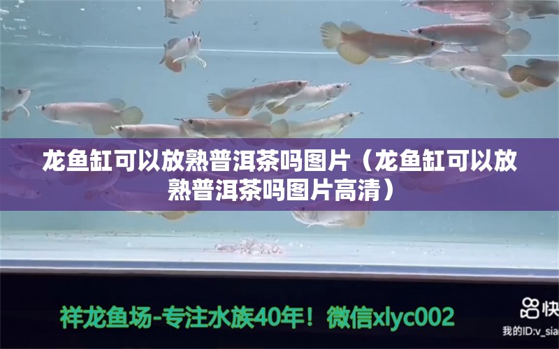 龍魚缸可以放熟普洱茶嗎圖片（龍魚缸可以放熟普洱茶嗎圖片高清） 大正錦鯉魚