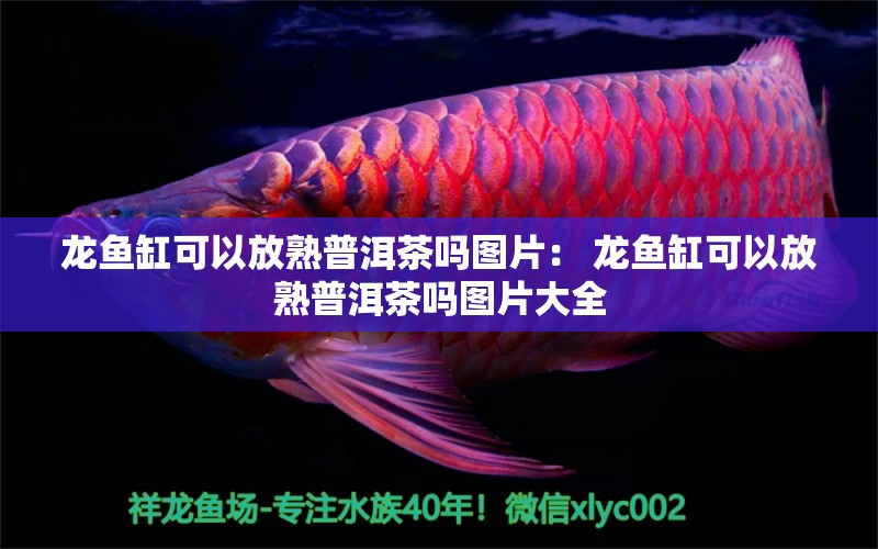 龍魚缸可以放熟普洱茶嗎圖片： 龍魚缸可以放熟普洱茶嗎圖片大全 黃吉金龍（白子金龍魚）