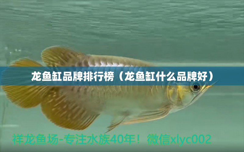 龍魚(yú)缸品牌排行榜（龍魚(yú)缸什么品牌好）