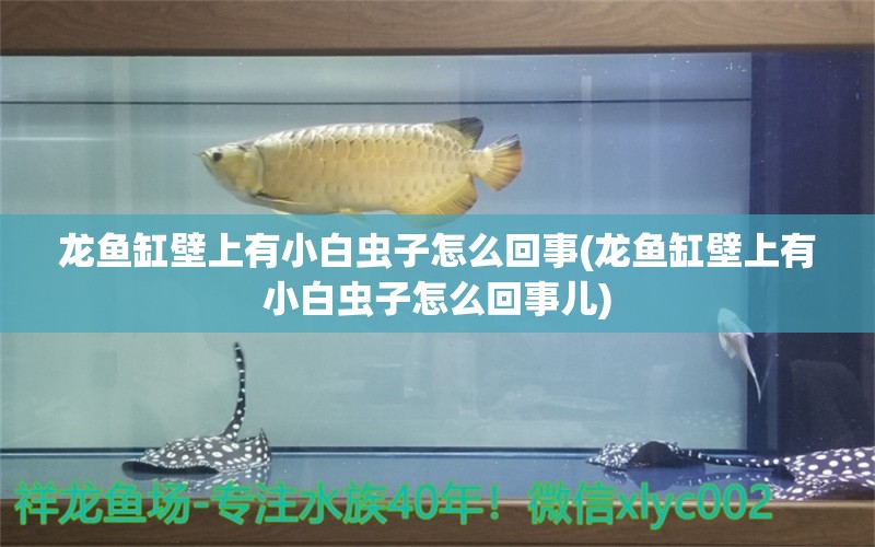 龍魚缸壁上有小白蟲子怎么回事(龍魚缸壁上有小白蟲子怎么回事兒) 玫瑰銀版魚