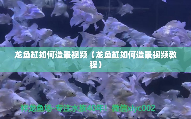 龍魚缸如何造景視頻（龍魚缸如何造景視頻教程） 量子養(yǎng)魚技術(shù)