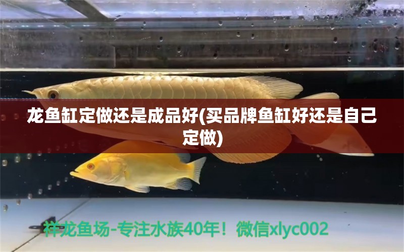 龍魚缸定做還是成品好(買品牌魚缸好還是自己定做) 泰國雪鯽魚