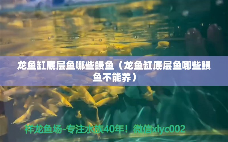 龍魚(yú)缸底層魚(yú)哪些鰻魚(yú)（龍魚(yú)缸底層魚(yú)哪些鰻魚(yú)不能養(yǎng)）