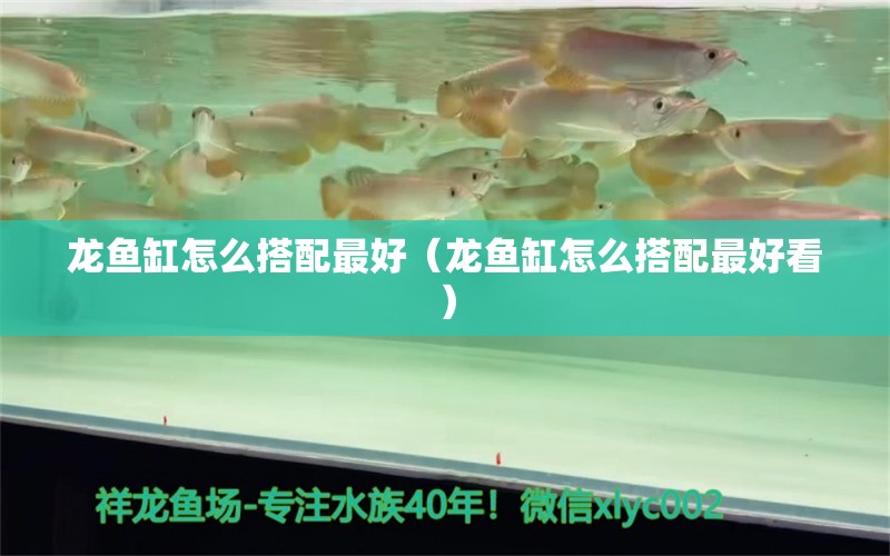 龍魚缸怎么搭配最好（龍魚缸怎么搭配最好看）