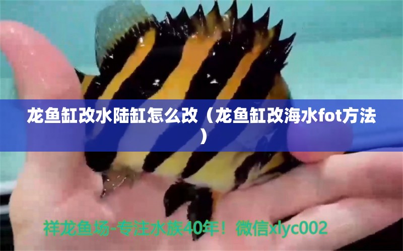 龍魚(yú)缸改水陸缸怎么改（龍魚(yú)缸改海水fot方法）