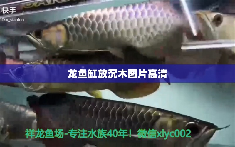 龍魚缸放沉木圖片高清 祥龍魚場