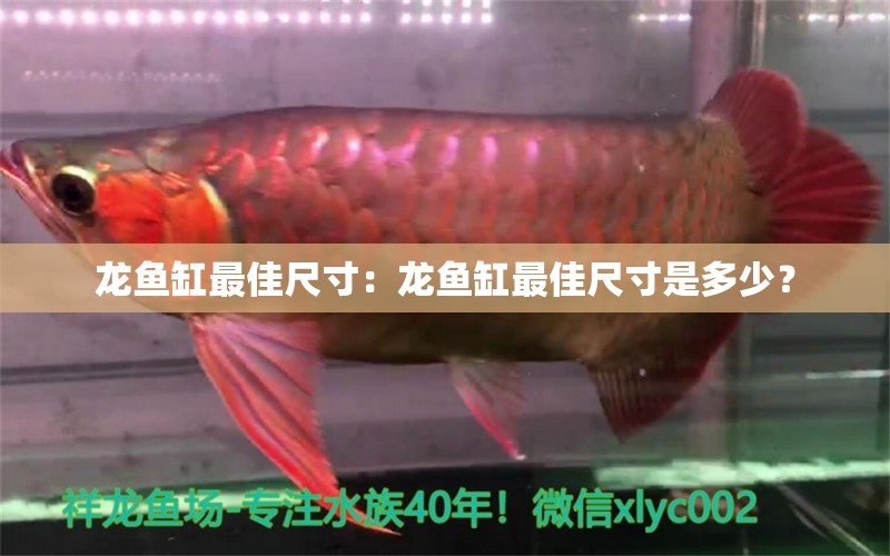 龍魚缸最佳尺寸：龍魚缸最佳尺寸是多少？ 龍魚百科 第2張