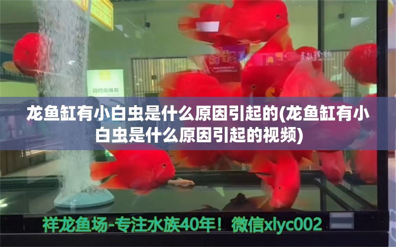 龍魚缸有小白蟲是什么原因引起的(龍魚缸有小白蟲是什么原因引起的視頻) 其它水族用具設(shè)備