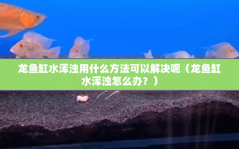 龍魚缸水渾濁用什么方法可以解決呢（龍魚缸水渾濁怎么辦？） 水族問答 第1張