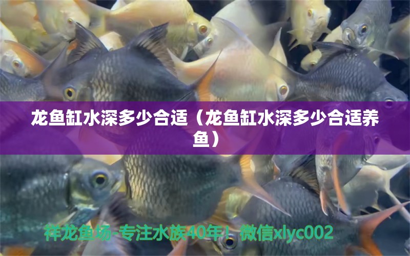 龍魚缸水深多少合適（龍魚缸水深多少合適養(yǎng)魚） 廣州龍魚批發(fā)市場