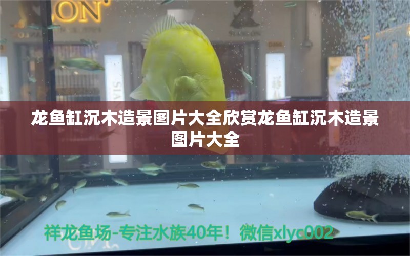 龍魚缸沉木造景圖片大全欣賞龍魚缸沉木造景圖片大全 養(yǎng)魚知識