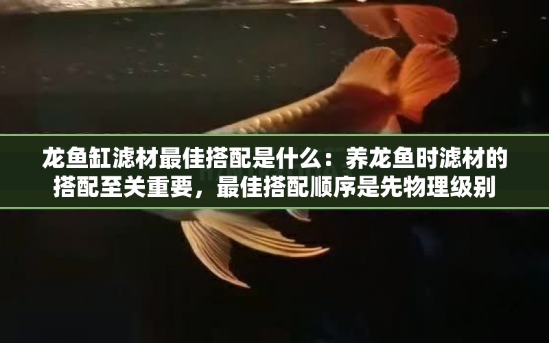 龍魚(yú)缸濾材最佳搭配是什么：養(yǎng)龍魚(yú)時(shí)濾材的搭配至關(guān)重要，最佳搭配順序是先物理級(jí)別 水族問(wèn)答