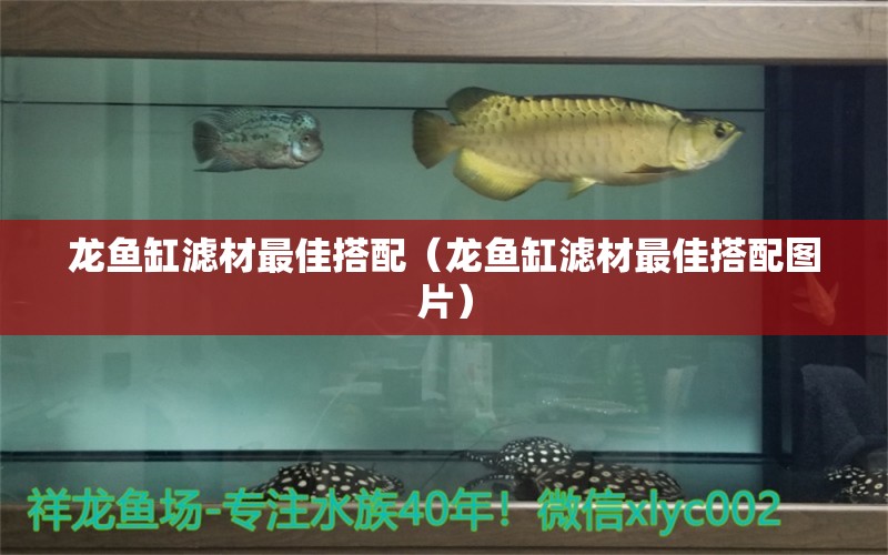 龍魚缸濾材最佳搭配（龍魚缸濾材最佳搭配圖片）