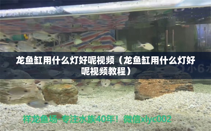 龍魚缸用什么燈好呢視頻（龍魚缸用什么燈好呢視頻教程）