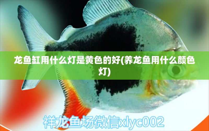 龍魚缸用什么燈是黃色的好(養(yǎng)龍魚用什么顏色燈)