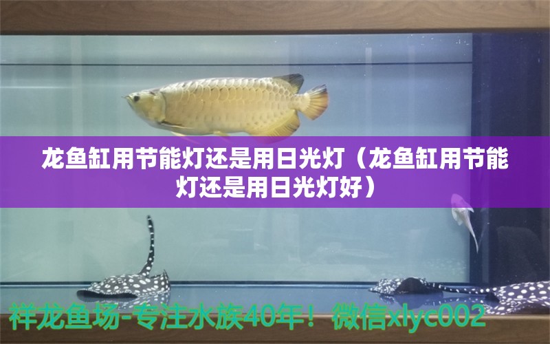 龍魚缸用節(jié)能燈還是用日光燈（龍魚缸用節(jié)能燈還是用日光燈好）