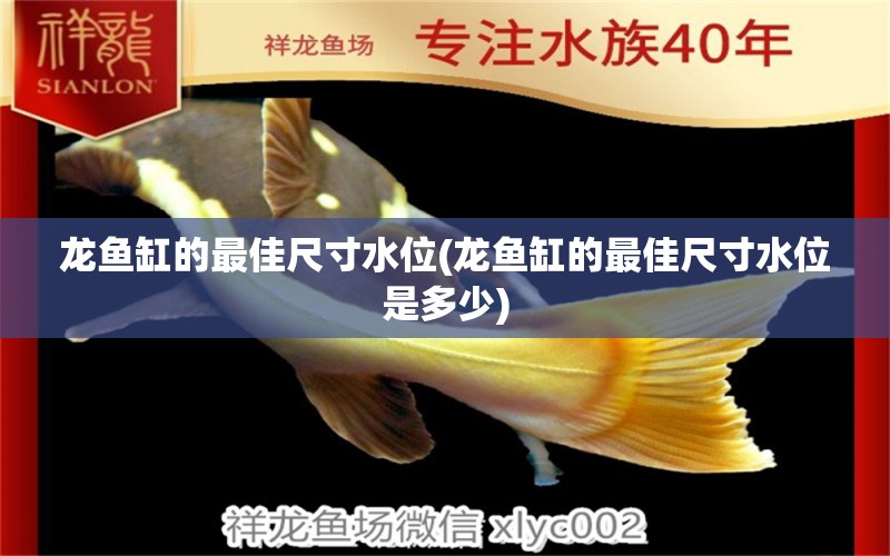 龍魚缸的最佳尺寸水位(龍魚缸的最佳尺寸水位是多少) 斑馬鴨嘴魚苗 第1張