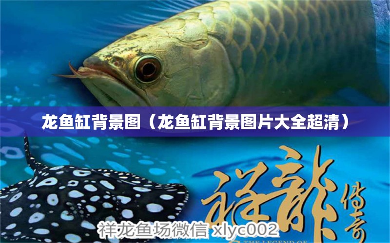 龍魚(yú)缸背景圖（龍魚(yú)缸背景圖片大全超清）