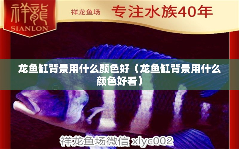 龍魚缸背景用什么顏色好（龍魚缸背景用什么顏色好看） 廣州龍魚批發(fā)市場