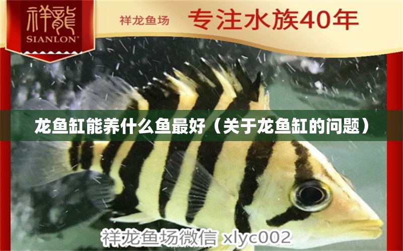 龍魚缸能養(yǎng)什么魚最好（關(guān)于龍魚缸的問題）