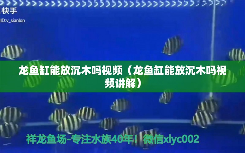 龍魚缸能放沉木嗎視頻（龍魚缸能放沉木嗎視頻講解） 其他品牌魚缸