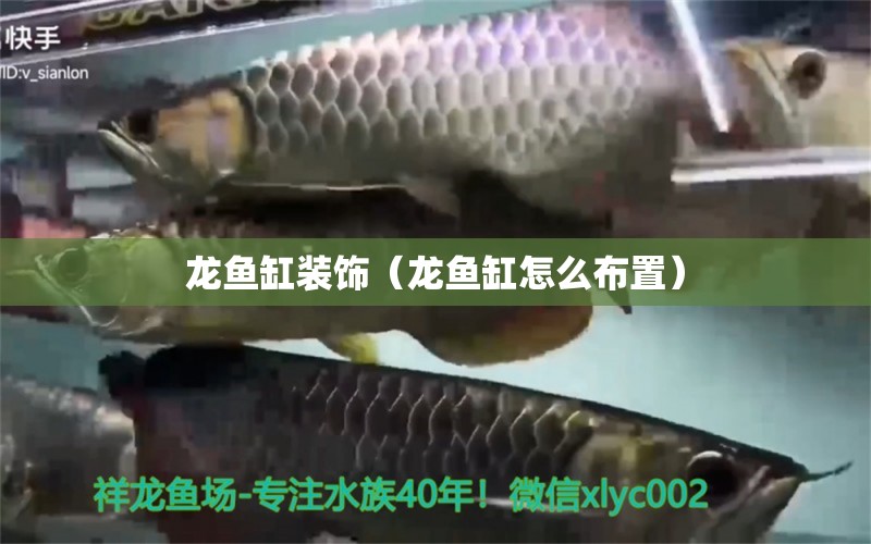 龍魚缸裝飾（龍魚缸怎么布置）