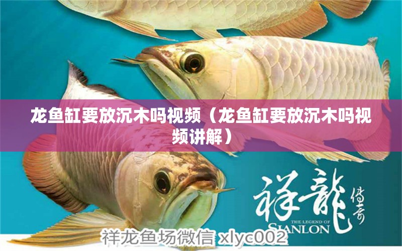 龍魚缸要放沉木嗎視頻（龍魚缸要放沉木嗎視頻講解） 其他品牌魚缸