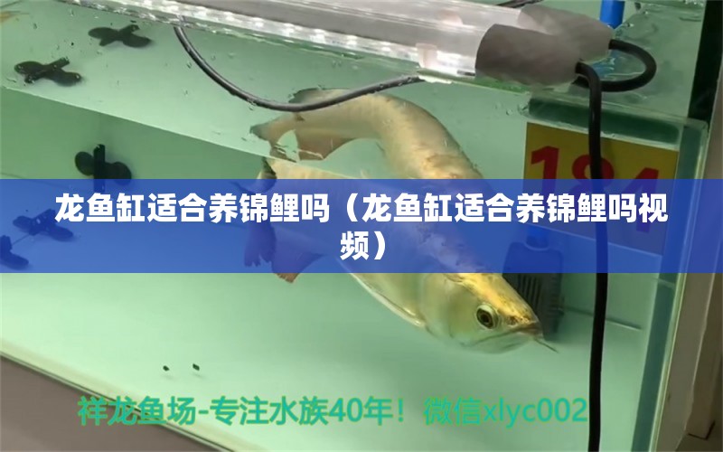 龍魚缸適合養(yǎng)錦鯉嗎（龍魚缸適合養(yǎng)錦鯉嗎視頻） 觀賞魚市場(chǎng)（混養(yǎng)魚）