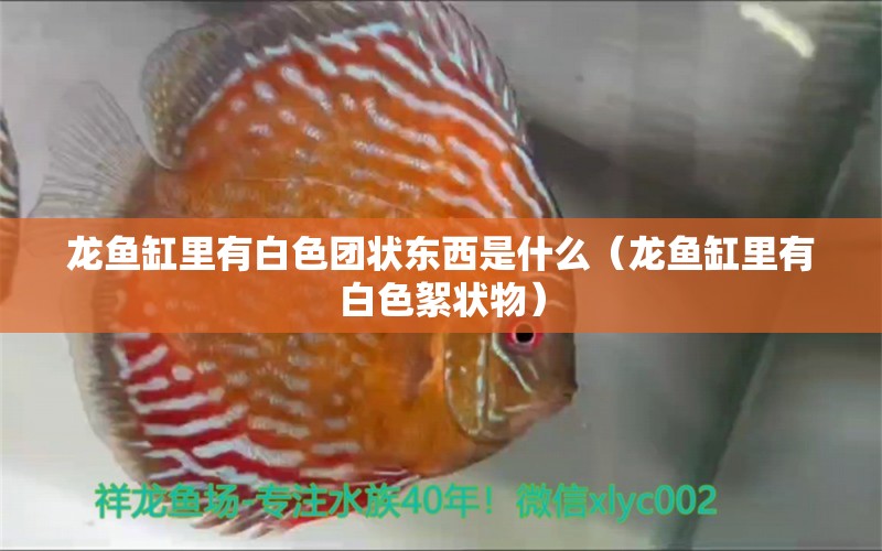 龍魚缸里有白色團(tuán)狀東西是什么（龍魚缸里有白色絮狀物） 球鯊魚