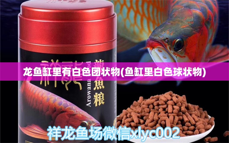 龍魚缸里有白色團(tuán)狀物(魚缸里白色球狀物) 龍魚專用燈