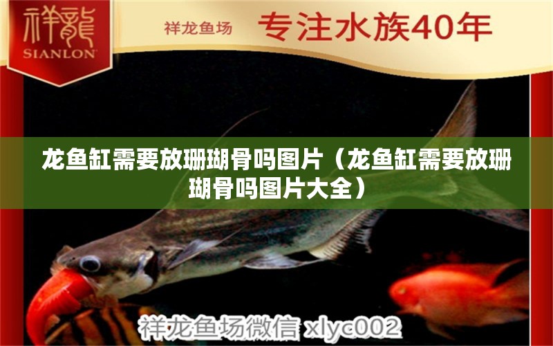 龍魚缸需要放珊瑚骨嗎圖片（龍魚缸需要放珊瑚骨嗎圖片大全）