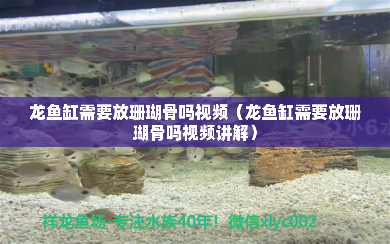 龍魚缸需要放珊瑚骨嗎視頻（龍魚缸需要放珊瑚骨嗎視頻講解）