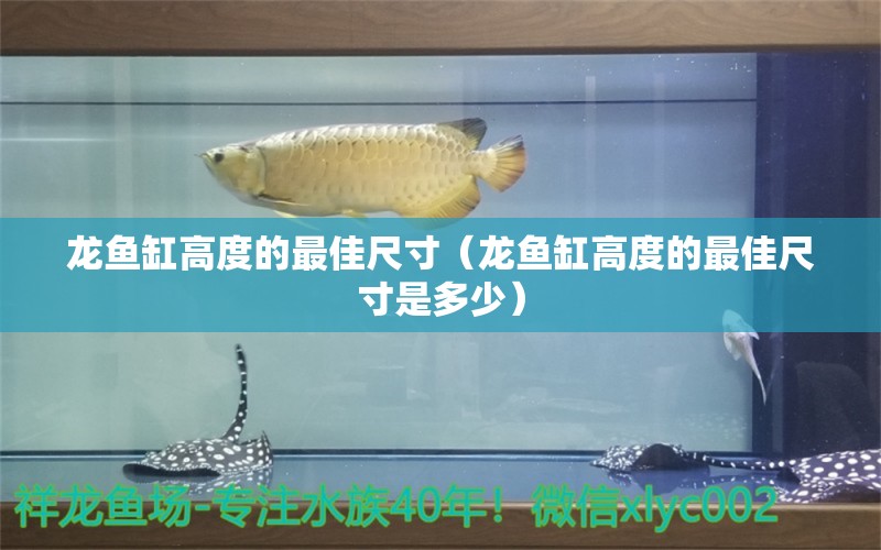 龍魚缸高度的最佳尺寸（龍魚缸高度的最佳尺寸是多少） 祥龍水族醫(yī)院