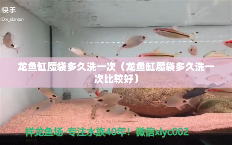 龍魚缸魔袋多久洗一次（龍魚缸魔袋多久洗一次比較好）