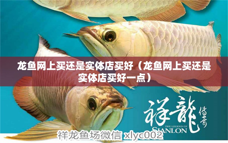 龍魚網上買還是實體店買好（龍魚網上買還是實體店買好一點）