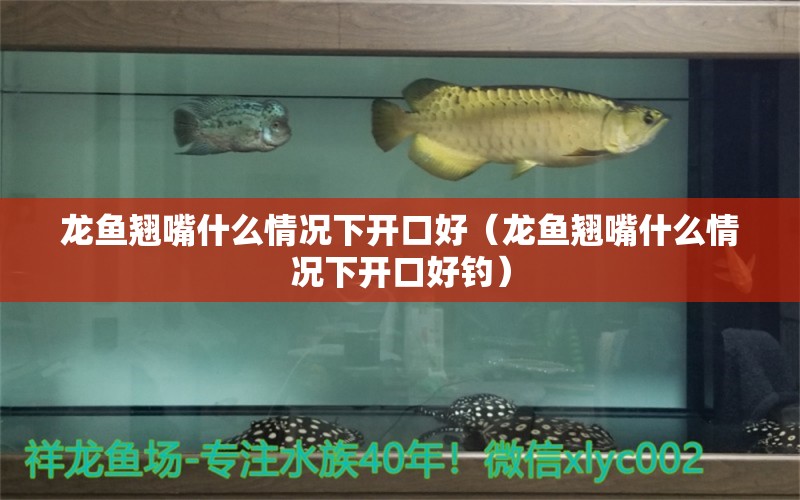 龍魚翹嘴什么情況下開口好（龍魚翹嘴什么情況下開口好釣） 垂釣樂園