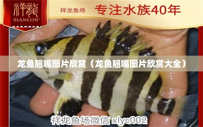 龍魚(yú)翹嘴圖片欣賞（龍魚(yú)翹嘴圖片欣賞大全） 廣州龍魚(yú)批發(fā)市場(chǎng)