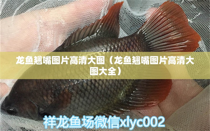 龍魚翹嘴圖片高清大圖（龍魚翹嘴圖片高清大圖大全）